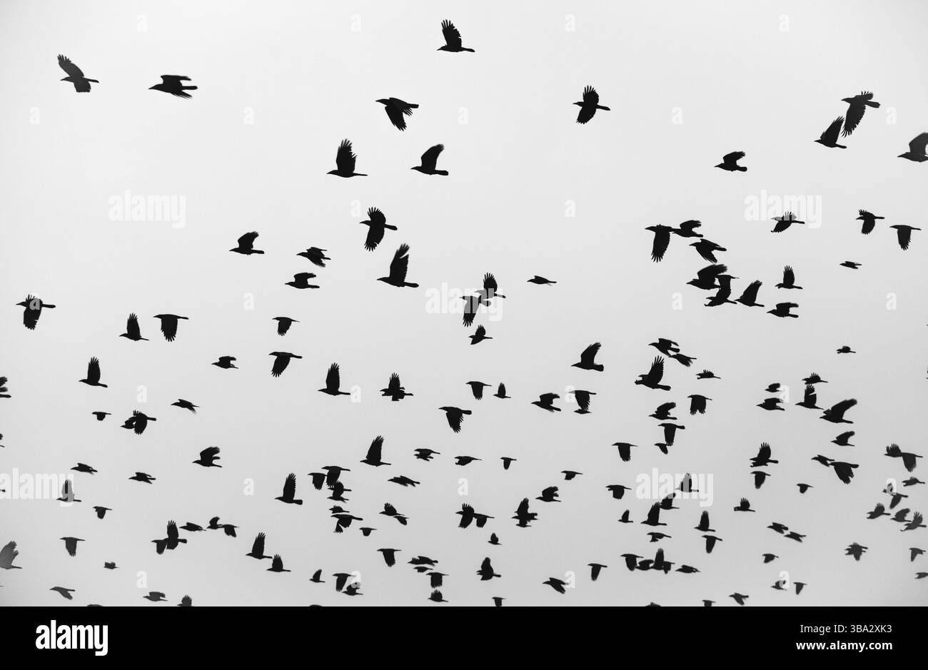 Silhouettes d'oiseaux noirs volants dans le ciel gris Banque D'Images