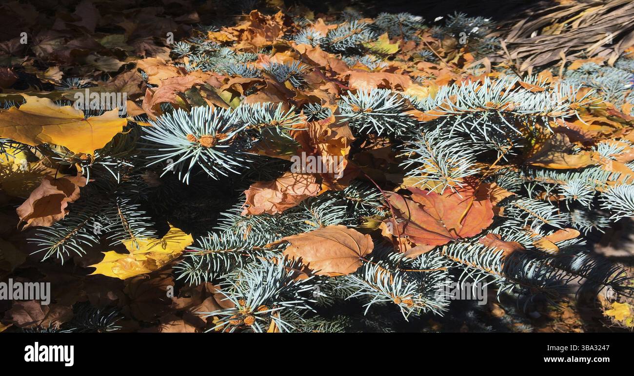 Gros plan sur le sapin de Noël avec des feuilles d'automne colorées Banque D'Images