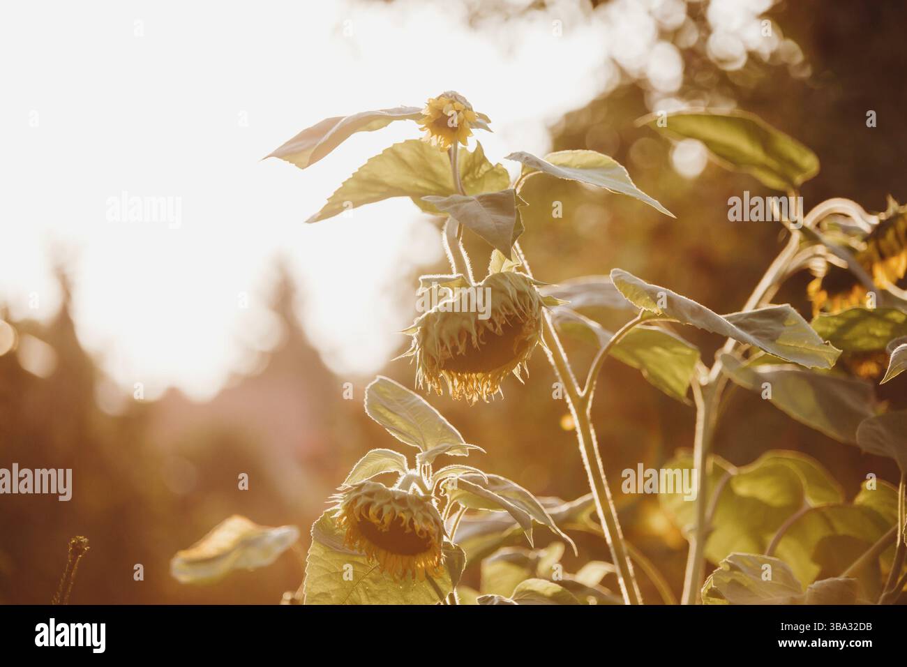 Un énorme tourbillon de tournesol au milieu de nulle part où les tournesols mouraient Banque D'Images