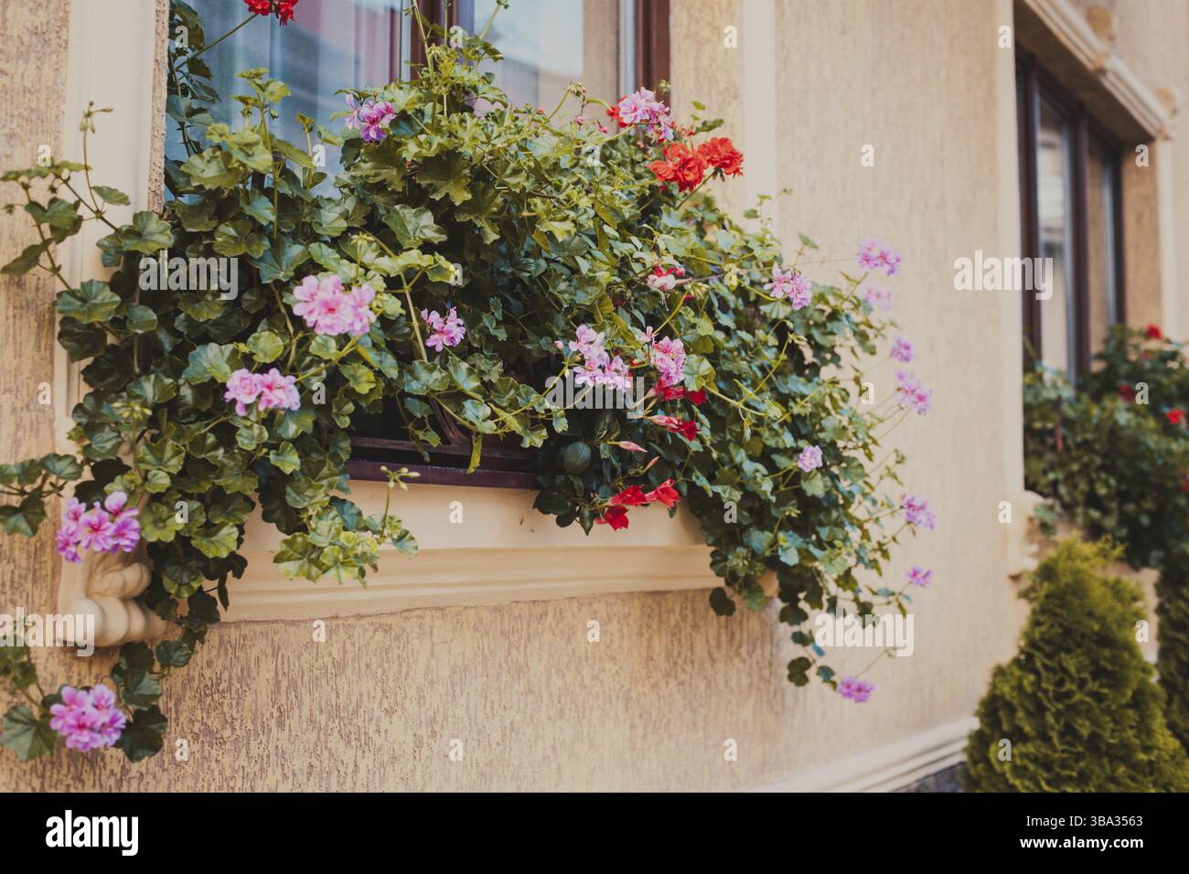Pots avec des plantes de pélargonium sur un rebord de fenêtre. Avant la façade du bâtiment beige planté arborvitae Banque D'Images
