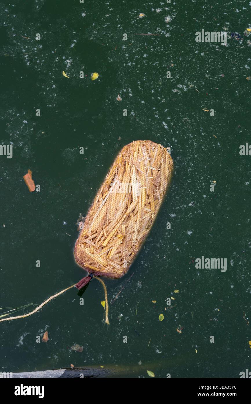 Paille d'orge ajoutée à un étang de jardin stagnant pour éliminer les algues. Banque D'Images