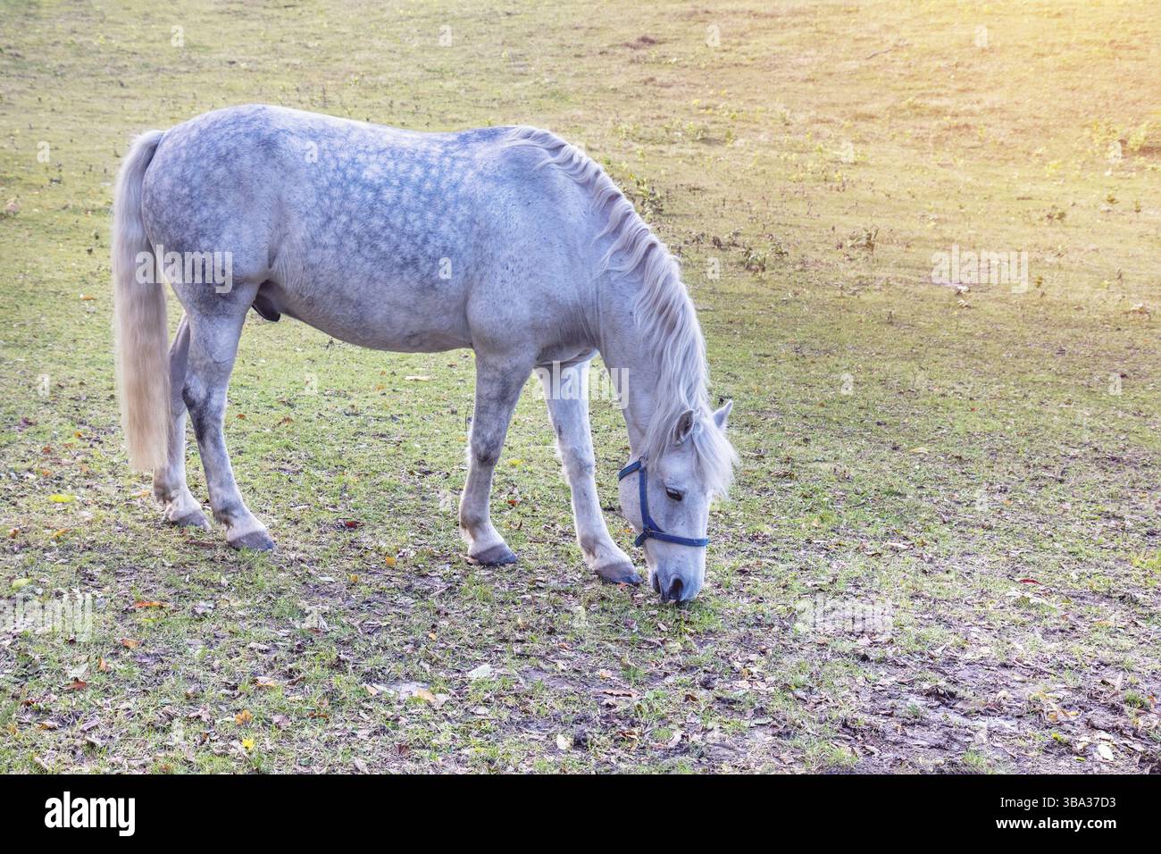 Cheval gris pommelé en pâturage pâturage d'automne. Journée ensoleillée. Close up Banque D'Images