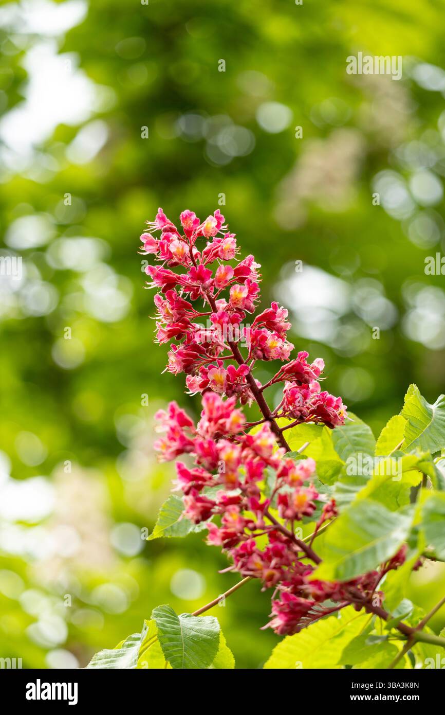 fleurs vibrantes et feuilles de châtaignier rouge dans le parc au printemps. Fleurs communes de châtaignier Banque D'Images