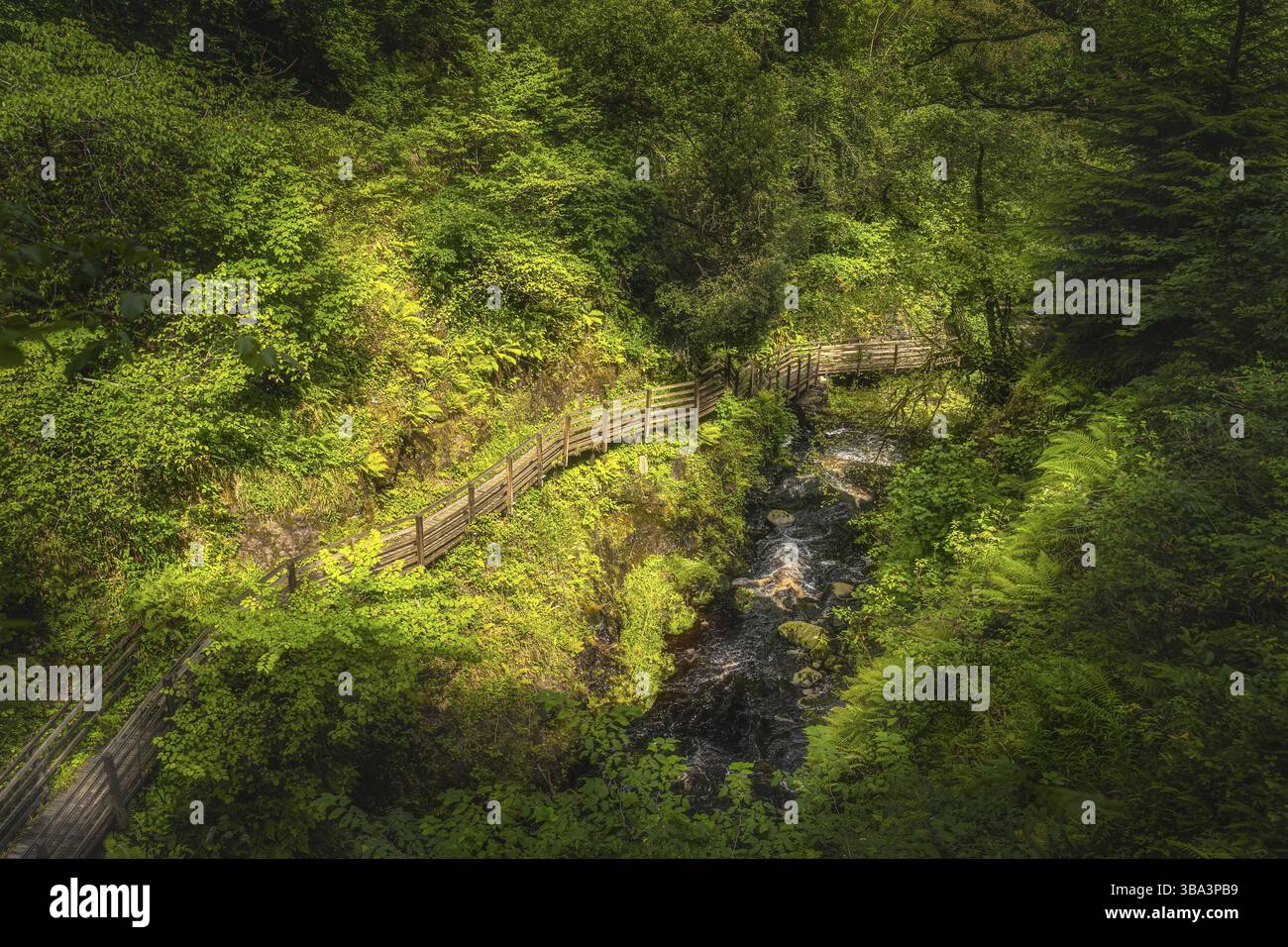 Spectaculaire promenade en bois sur la colline surplombant le ruisseau dans le parc forestier majestueux, verdoyant de Glenariff, Antrim, Irlande du Nord Banque D'Images