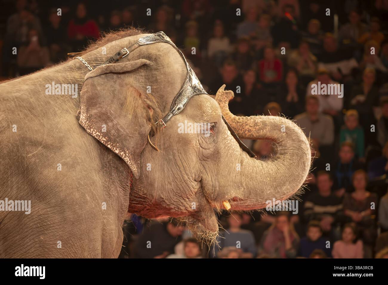 Partie du museau d'un éléphant de cirque sur fond de spectateurs flous. Animaux dans le cirque Banque D'Images