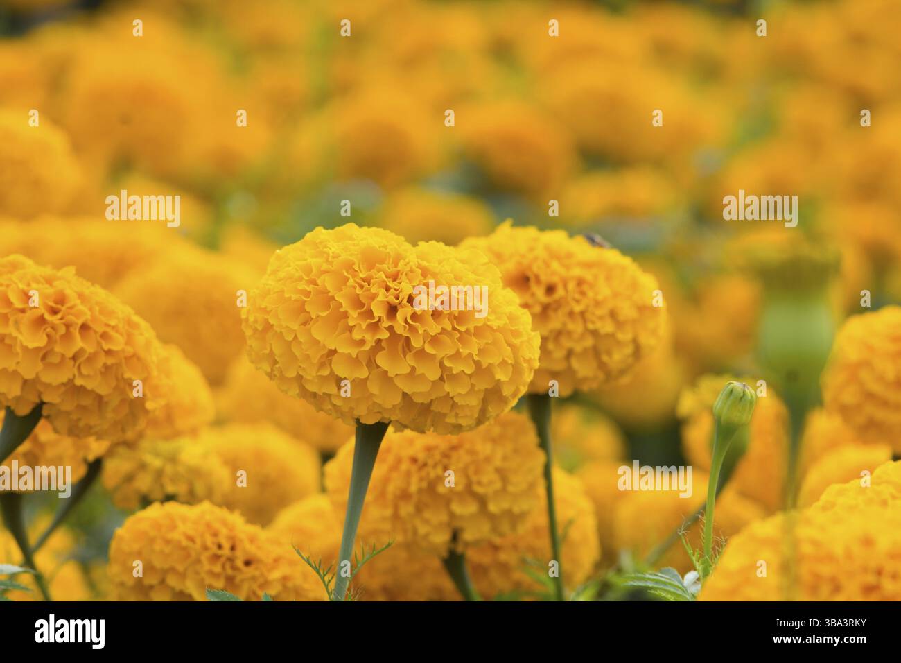 Tagètes Orange flower fields, selective focus Banque D'Images