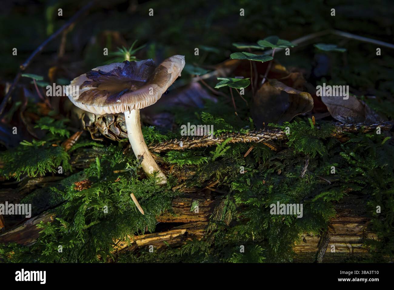 Pluteus est un grand genre de champignons avec plus de 300 espèces. Ce sont des saprobe en bois pourrissant avec des empreintes de spores roses et des branchies qui sont exemptes de la tige Banque D'Images