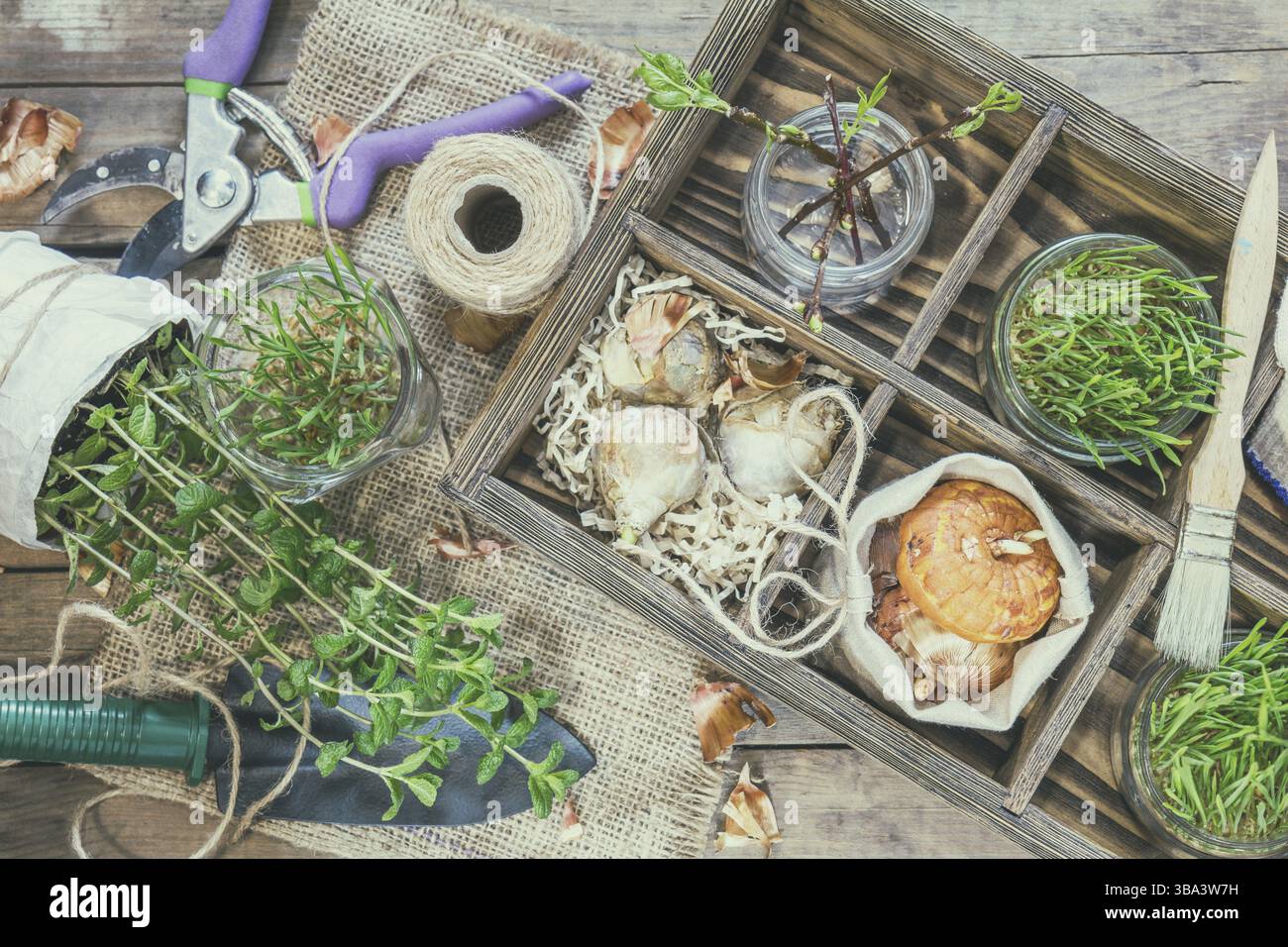 Le Jardinage et la plantation de concept. Plants, outils de jardin, les tubercules (ampoules) glaïeul et jacinthes, branche d'arbres avec des bourgeons dans boîte en bois. Tonique et pro Banque D'Images