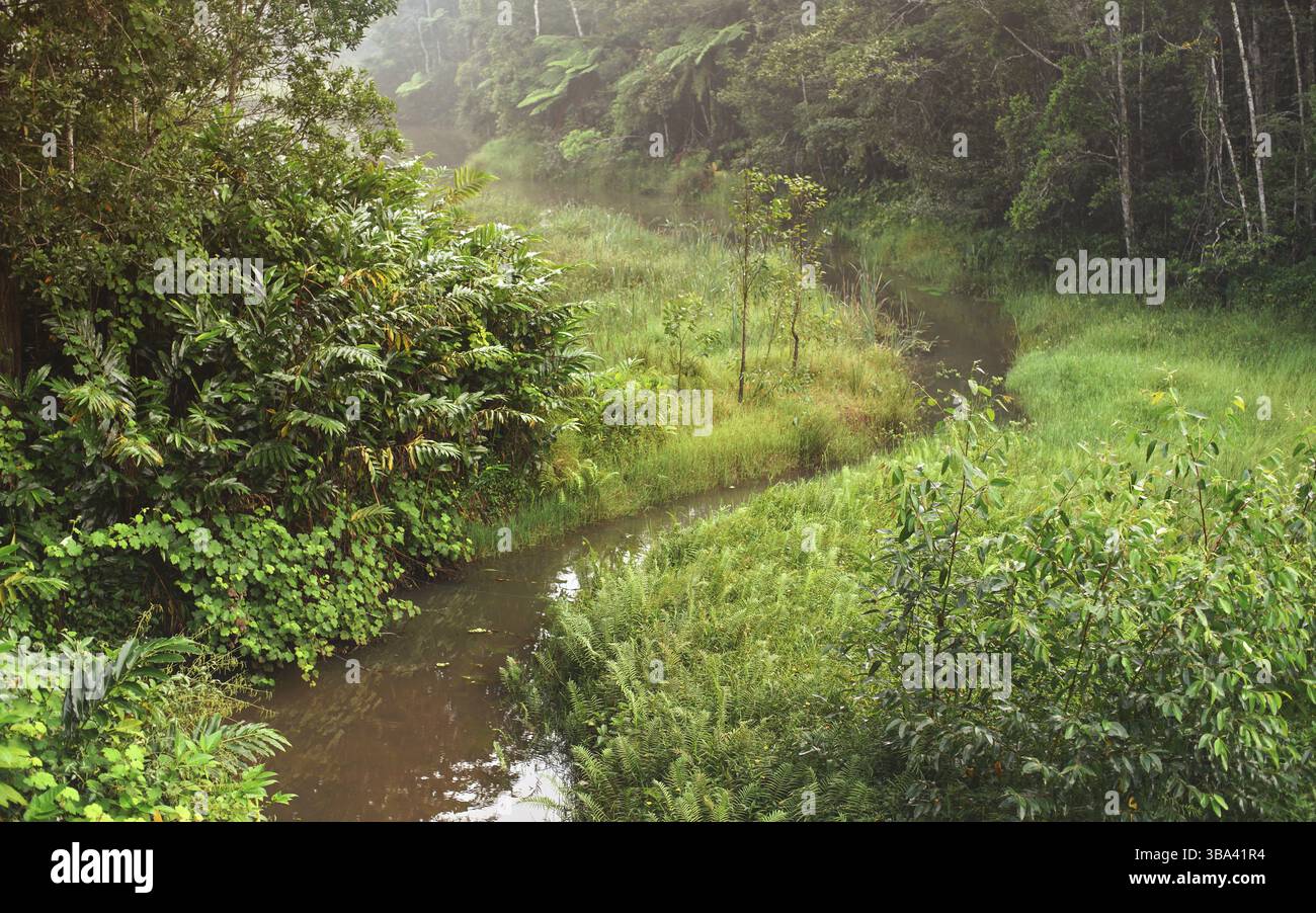 Matin calme dans la jungle africaine, forêt tropicale avec petite rivière. Feuillage vert vif - la plupart endémique à Madagascar, Andasibe, Madagascar, Afrique Banque D'Images