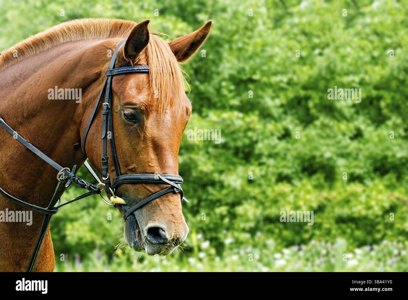 Portrait d'un cheval rouge sur un fond vert avec copyspace. La tête d'un animal de profil. Un jeune mare d'un Arab-Trakehner rocé dans un brid Banque D'Images