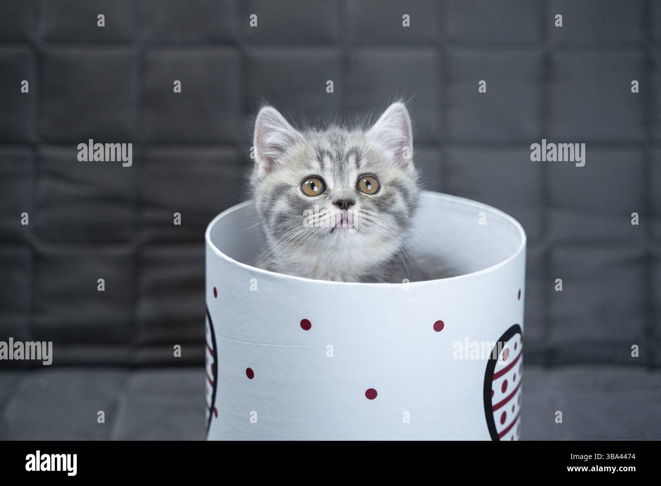 Drôle de chaton écossais gris droit joue sauter et regarde hors de boîte cadeau avec coeur sur le canapé à la maison.Sac à langer amusant avec sac cadeau Banque D'Images
