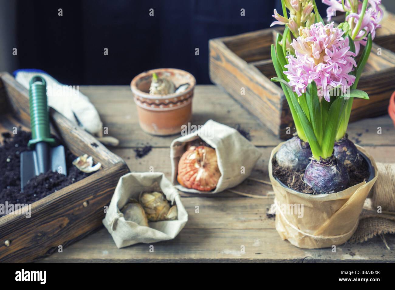 Le Jardinage et la plantation de concept. Mains femme hyacinth in plantation pot en céramique. Outils de jardin, semis tubercules (ampoules) glaïeul et jacinthes, fleurs p Banque D'Images