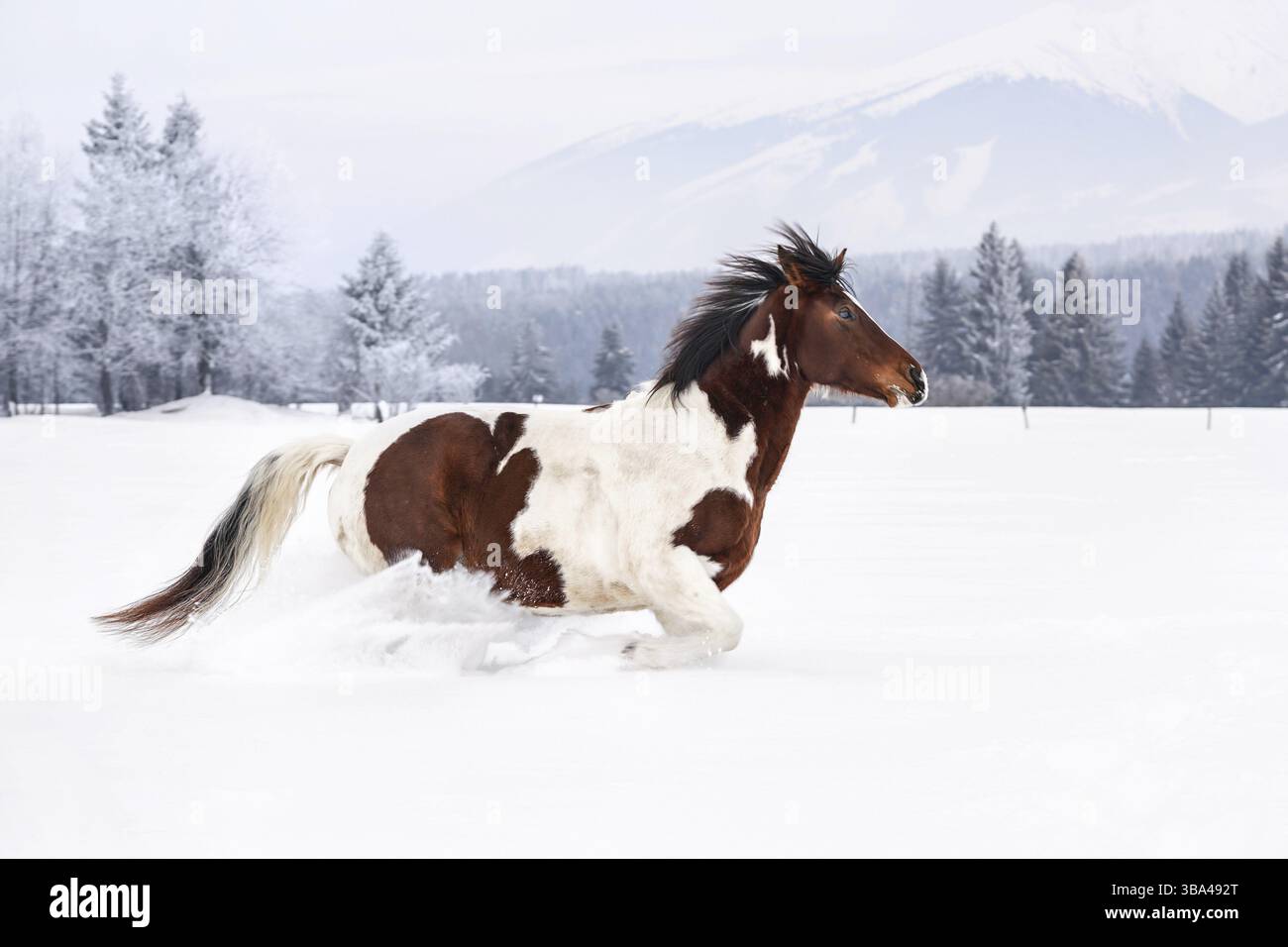 Cheval brun et blanc courant sur le pays couvert de neige profonde, arbres et montagnes en arrière-plan, Vychodna, Slovaquie, Europe Banque D'Images