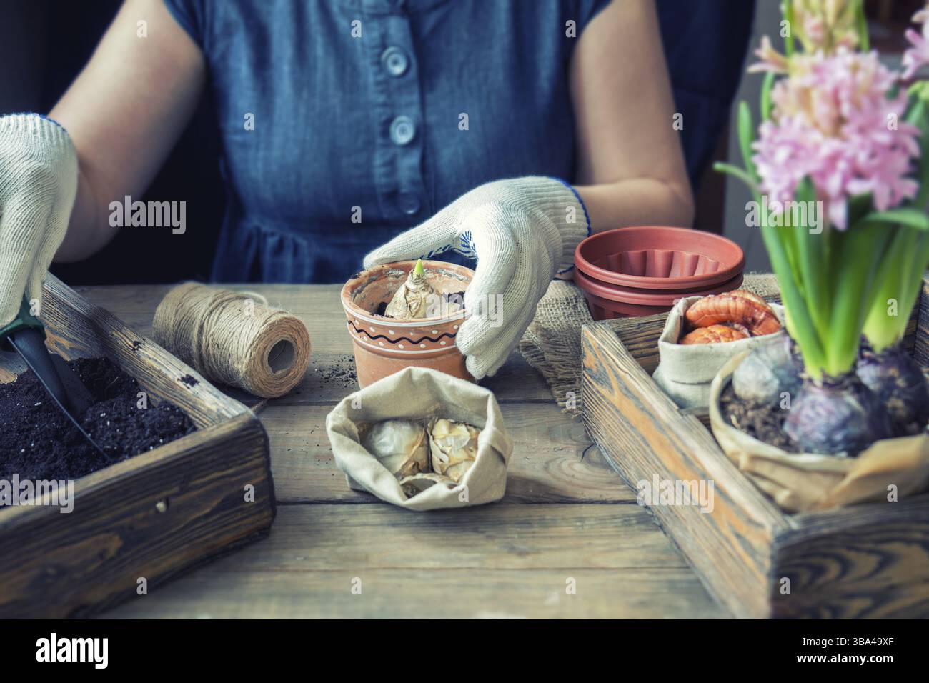 Le Jardinage et la plantation de concept. Mains femme hyacinth in plantation pot en céramique. Outils de jardin semis tubercules (ampoules) glaïeul et jacinthes fleurs borne Banque D'Images