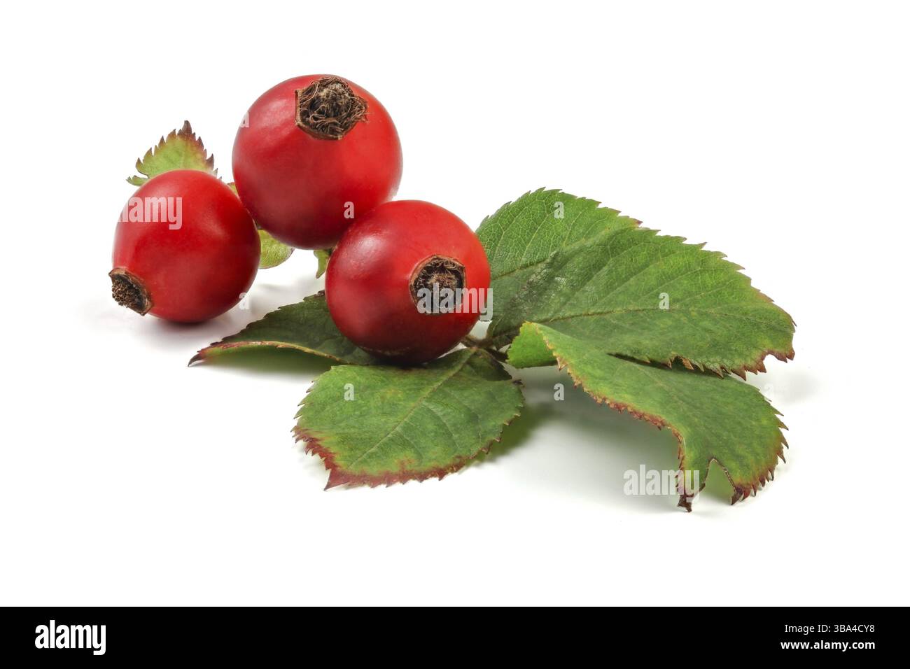 Hanches roses (fruits Rosa Canina) avec feuilles isolées sur fond blanc, Liptovsky Hradok, Slovaquie, Europe Banque D'Images