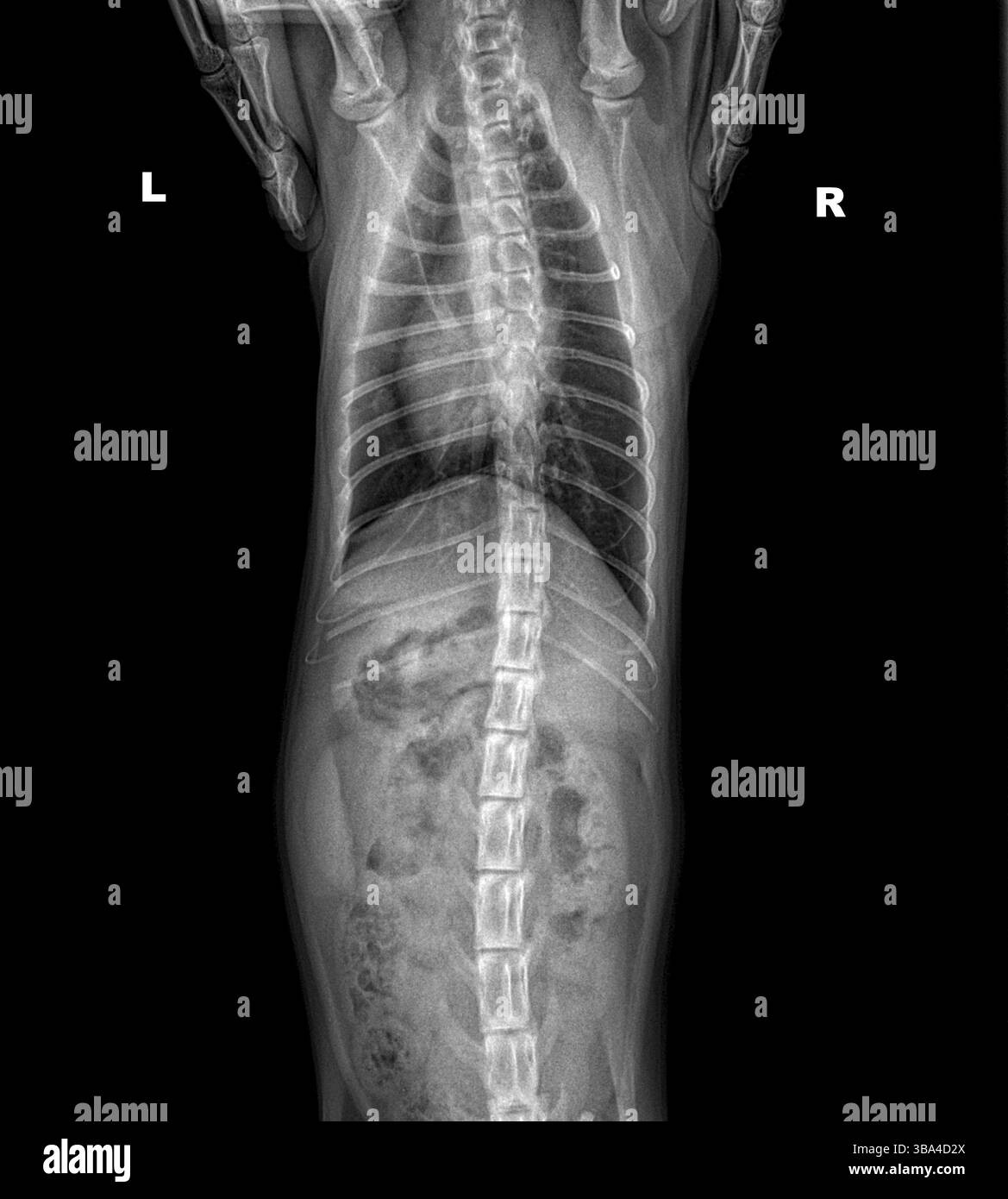 Radiographie de la poitrine et de l'abdomen du chat sur fond noir vue du dessus. Tomographie des poumons du chat. Examen radiologique du thorax d'un chat en bonne santé. Tramage veterinar Banque D'Images