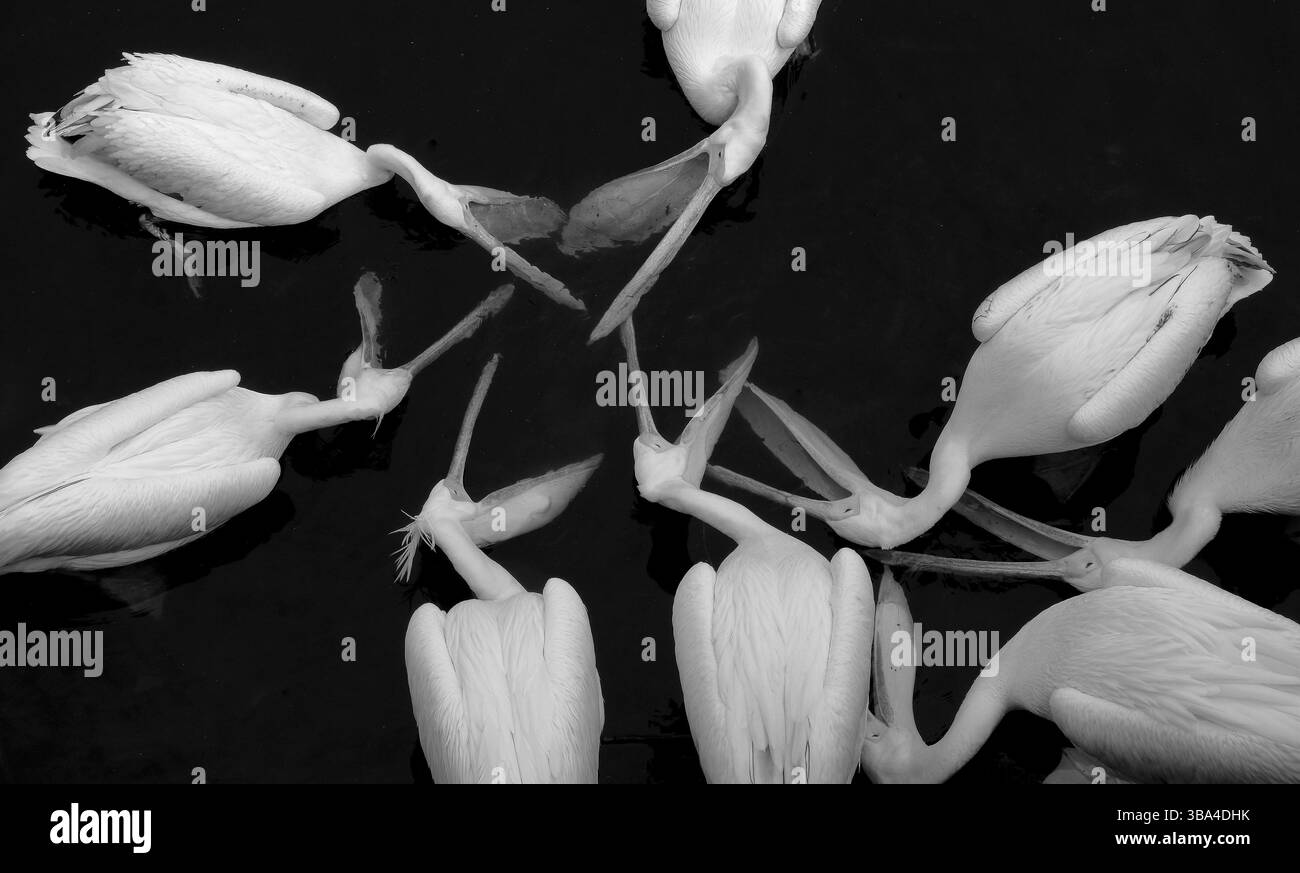 Le grand pélican blanc Pelecanus Onocrotalus également connu sous le nom de pélican blanc oriental, pélican rose ou pélican blanc, grands oiseaux, oiseaux buvant de l'eau Banque D'Images