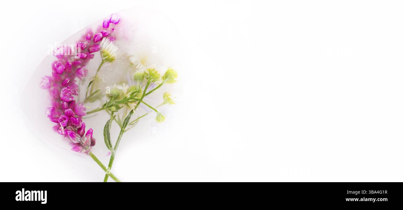 Diverses fleurs dans des glaçons sur un fond blanc. Fond floral créatif. Belles plantes congelées Banque D'Images