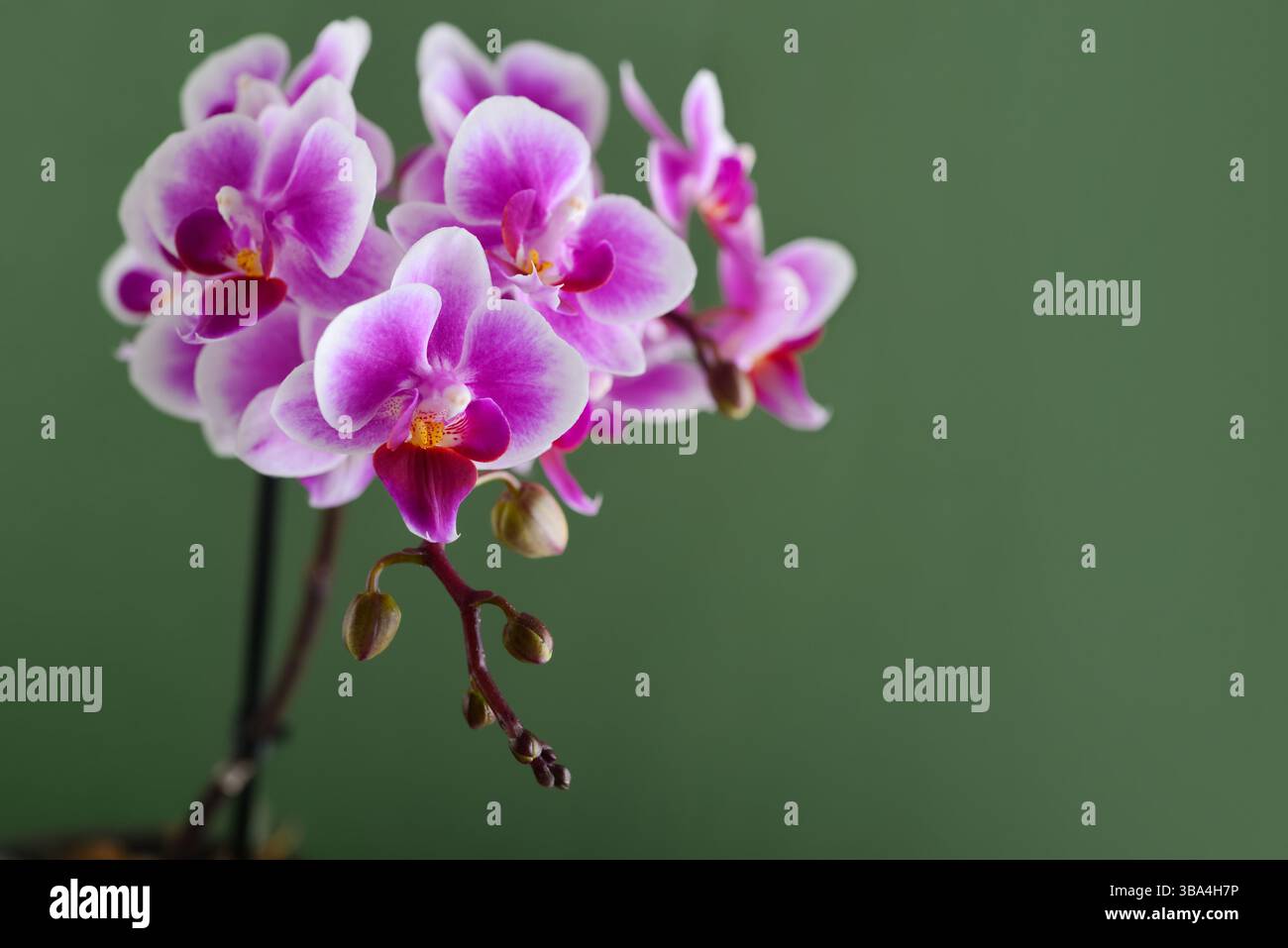 Fleurs d'orchidée violettes sur un fond vert. Belle carte de vœux ou modèle avec espace libre pour le texte Banque D'Images