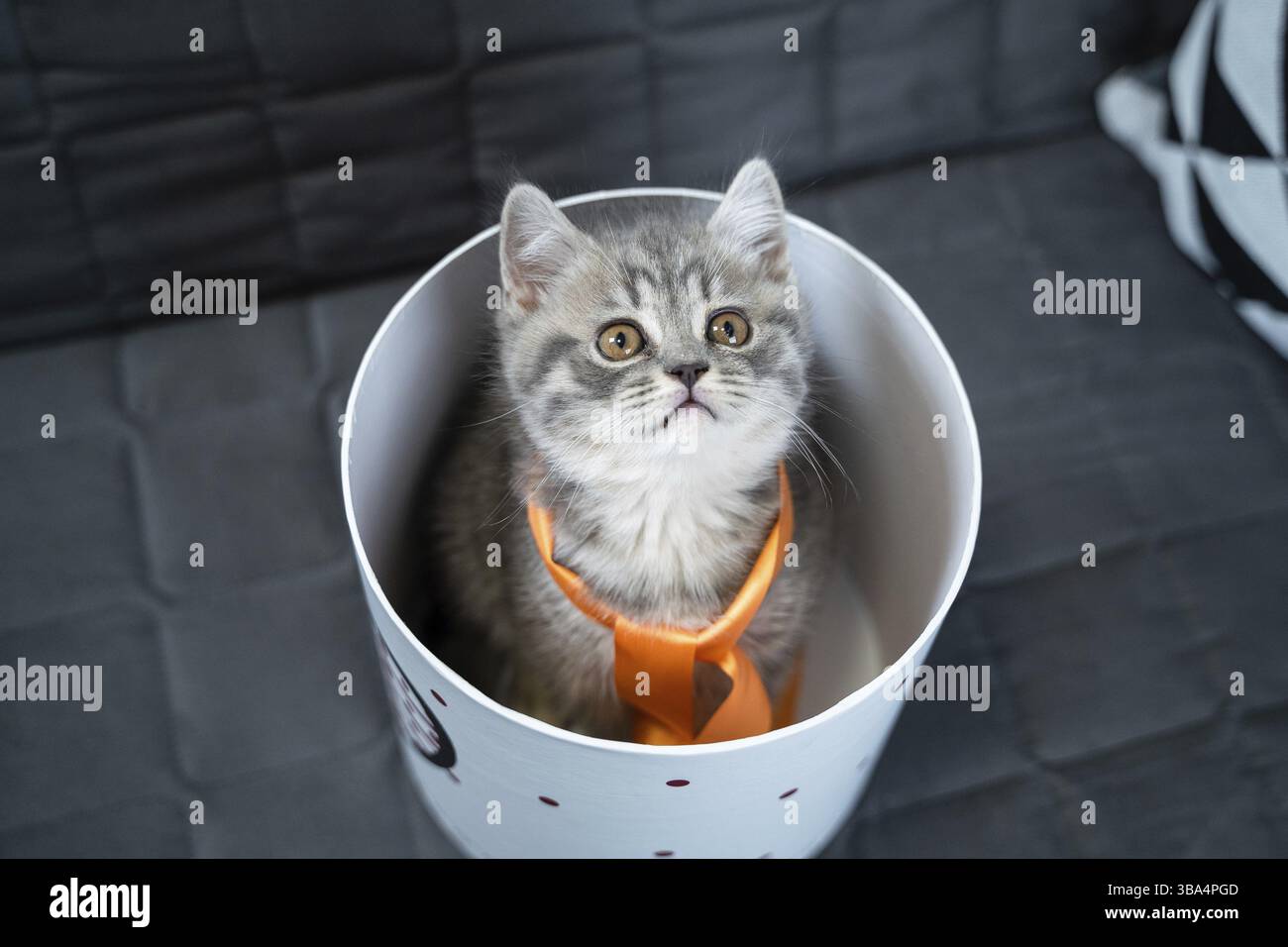 Mignon chat enfant de couleur grise Scottish Straight race en forme de cadeau dans une boîte avec coeur à la maison.Le chaton de Tabby joue avec un emballage cadeau sur le canapé. Banque D'Images