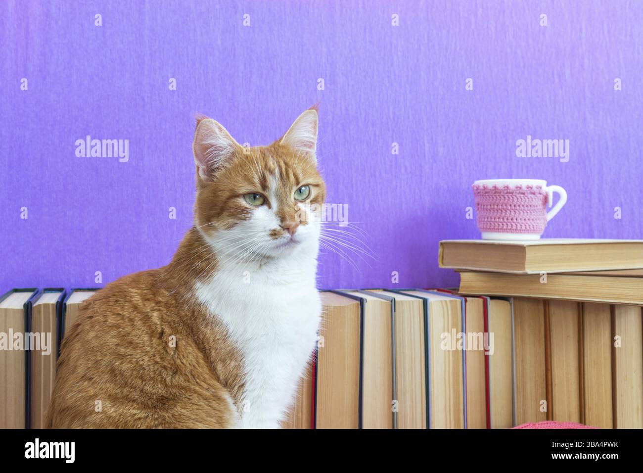 Arrière-plan des livres. Chat rouge et blanc gros plan. Beaucoup de livres différents sur le mur violet. Tasse de thé sur pile de livres Banque D'Images