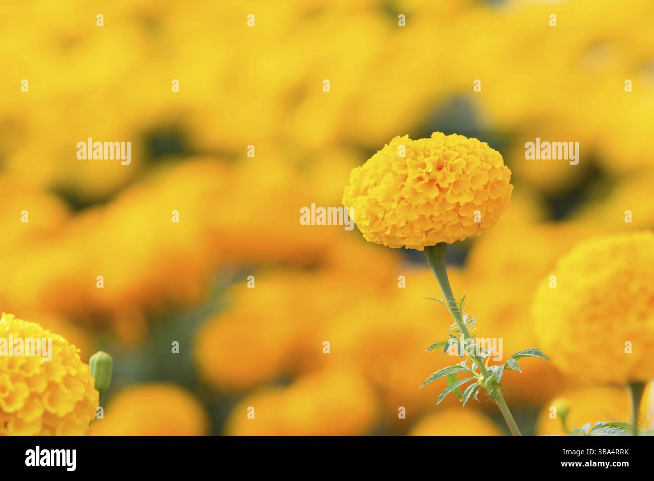 Tagètes Orange flower fields, selective focus Banque D'Images