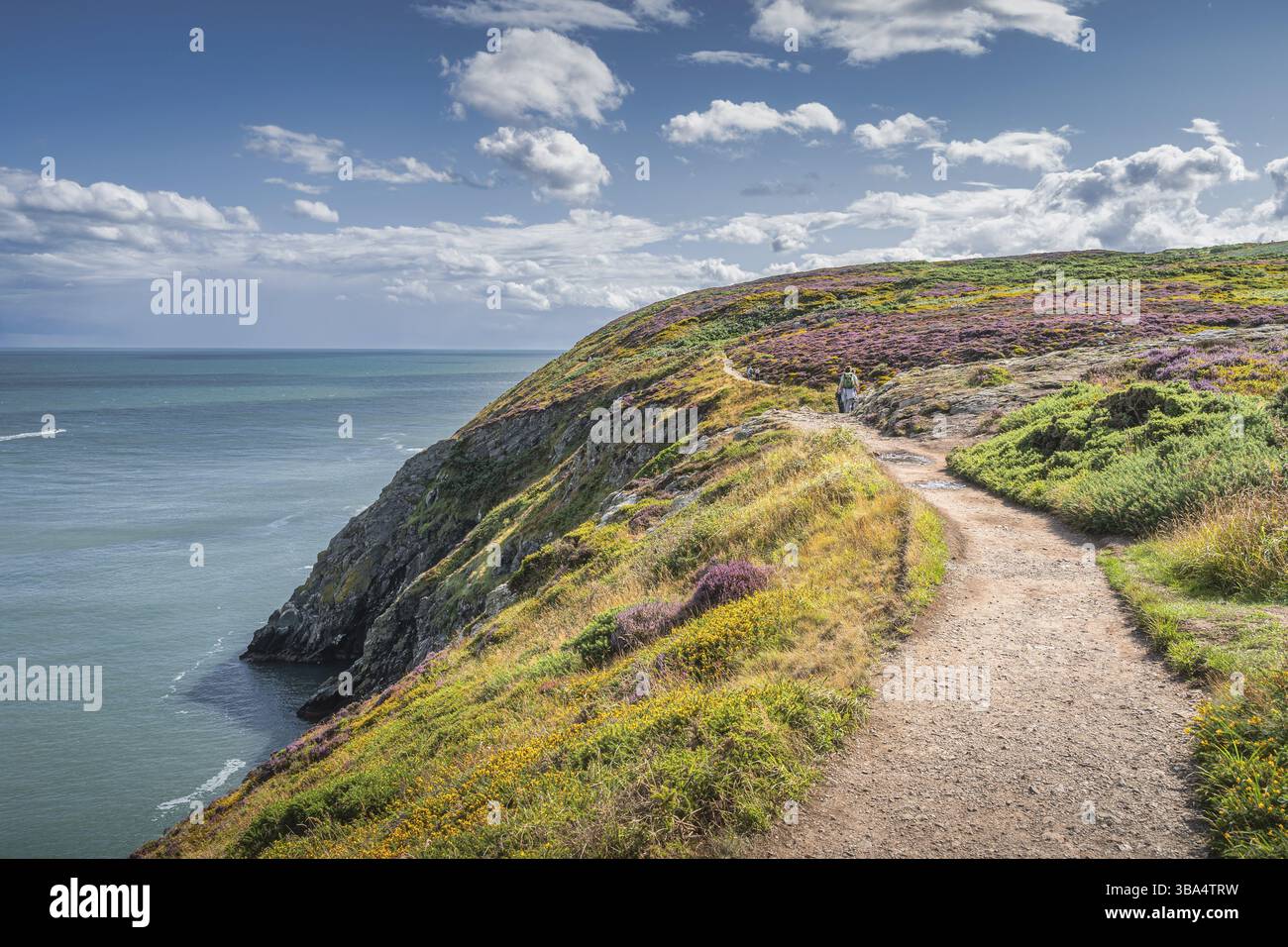 Les gens marchent entre bruyères colorées, fougères et fleurs jaunes sur Howth Cliff Walk entouré par la couleur turquoise de la mer d'Irlande, Dublin, Irlande, UE Banque D'Images