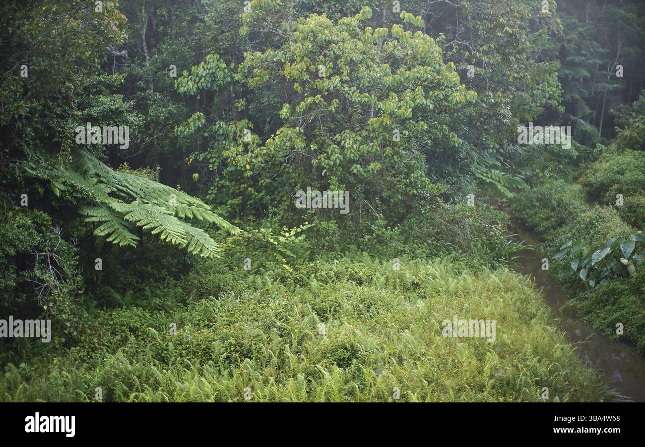 Forêt tropicale africaine jungle le matin, feuilles humides de rosée, petit écoulement de rivière entouré d'herbe, région près d'Andasibe, Madagascar, Andasibe, Madag Banque D'Images