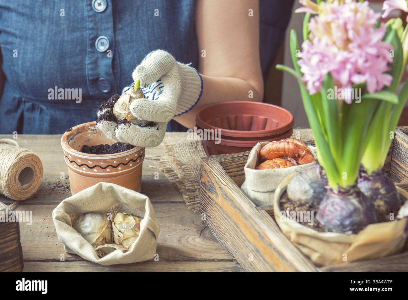 Le Jardinage et la plantation de concept. Mains femme hyacinth in plantation pot en céramique. Outils de jardin semis tubercules (ampoules) glaïeul et jacinthes fleurs borne Banque D'Images