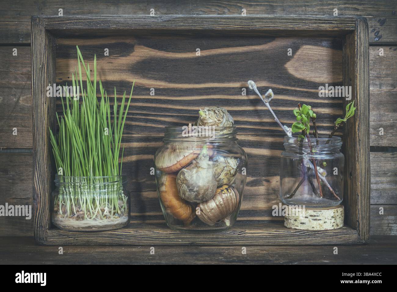 Le Jardinage et la plantation de concept. Plants, outils de jardin, les tubercules (ampoules) glaïeul et jacinthes, branche d'arbres avec des bourgeons dans boîte en bois. Tonique et pro Banque D'Images