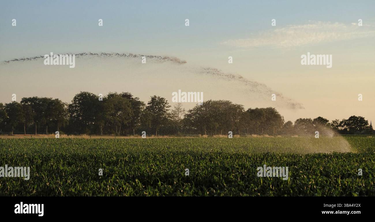 Silhouette d'irrigation agricole arrosage système de blé au coucher du soleil. L'irrigation en utilisant le champ de système de gicleurs à pivot central. Amsterdam, Th Banque D'Images