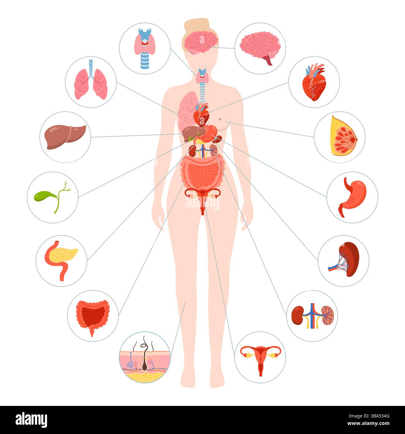 Illustration d'organe interne de corps humain féminin. Anatomie de la femme digestif, système reproducteur. Anatomie structure enfant simple. Schéma médical de dessin animé vecteur infographique d'affiche de physiologie éducative Illustration de Vecteur