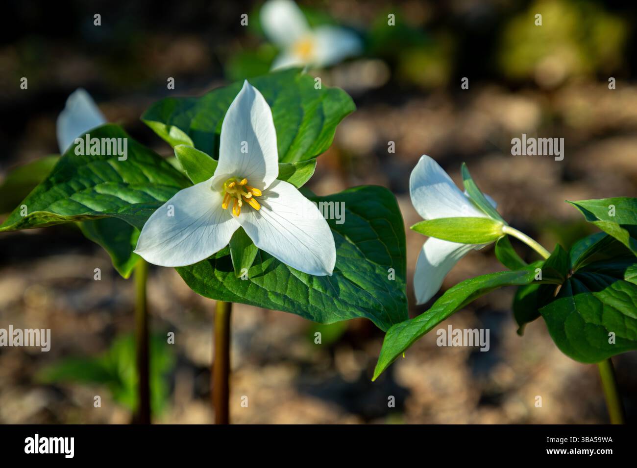 WA28398-00...WASHINGTON - les Trilliums de l'Ouest fleurissent sous les arbres au sommet de Dog Mountain dans la gorge du fleuve Columbia. Banque D'Images