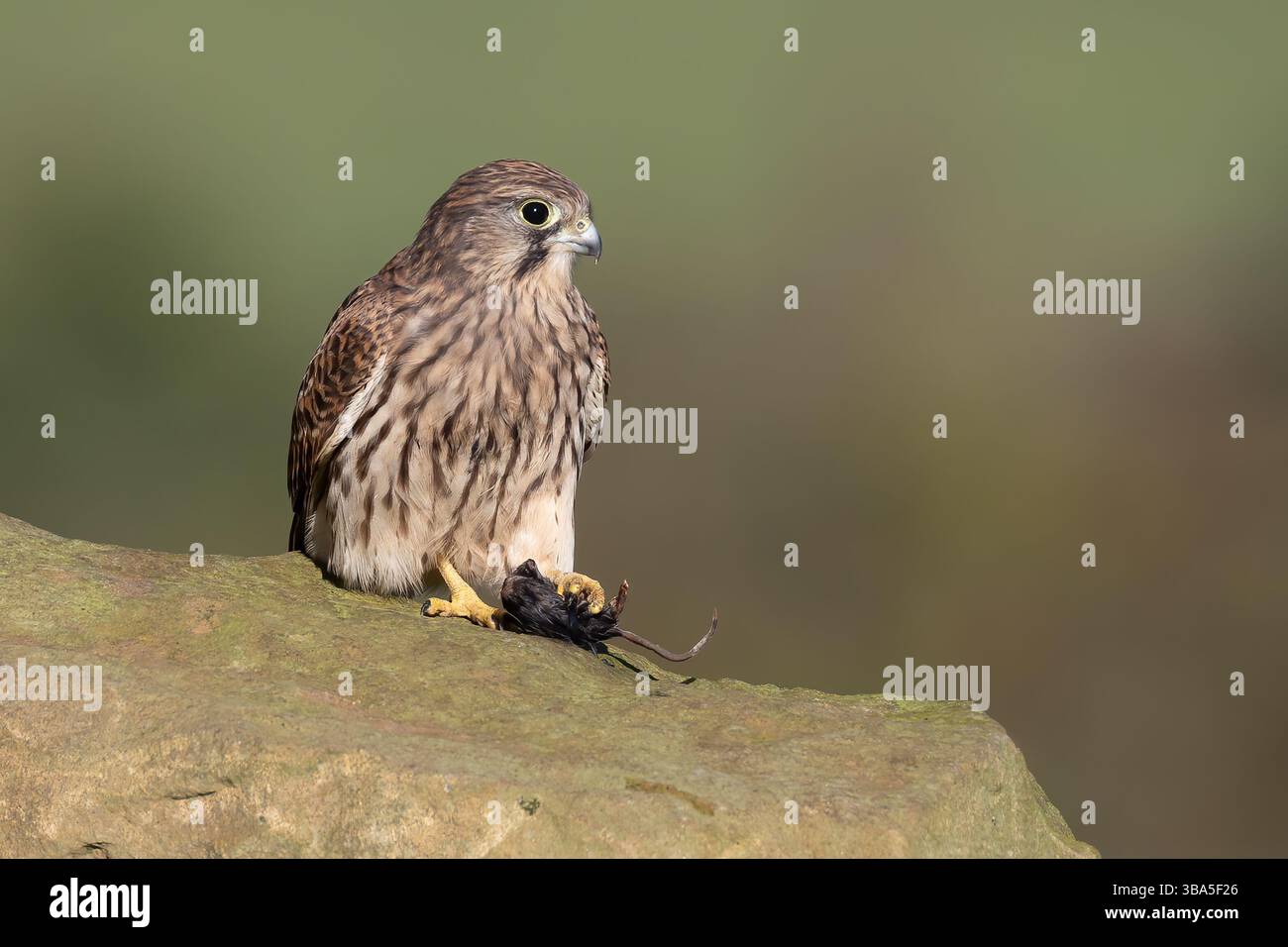 une crécerelle femelle perchée sur un gros rocher avec sa proie. dans ses talons se trouve un petit rongeur. Elle est alerte alors qu'elle cherche d'autres prédateurs Banque D'Images