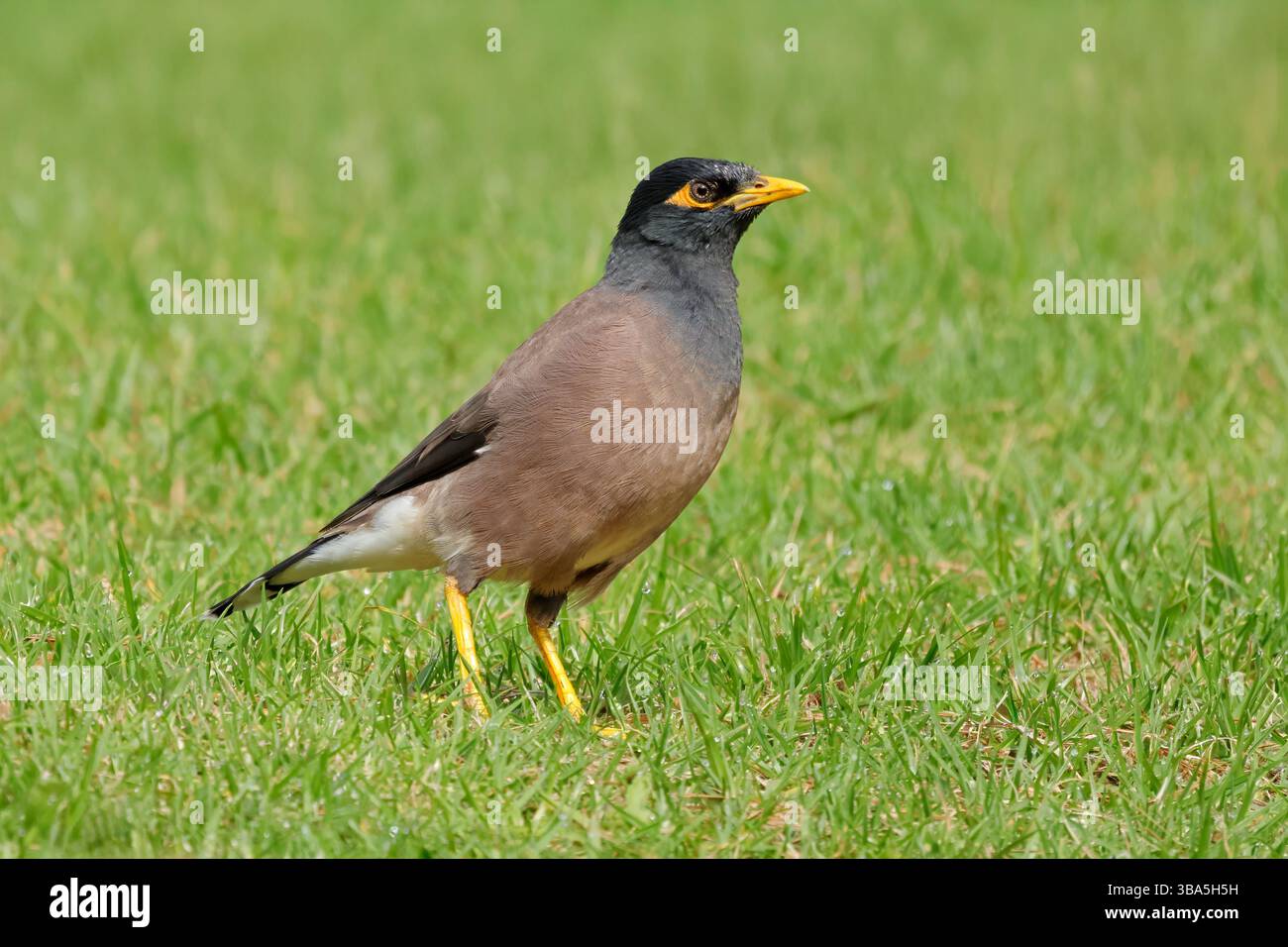 Myna commun ou indien (Acridotheres tristis) marchant sur l'herbe verte Banque D'Images