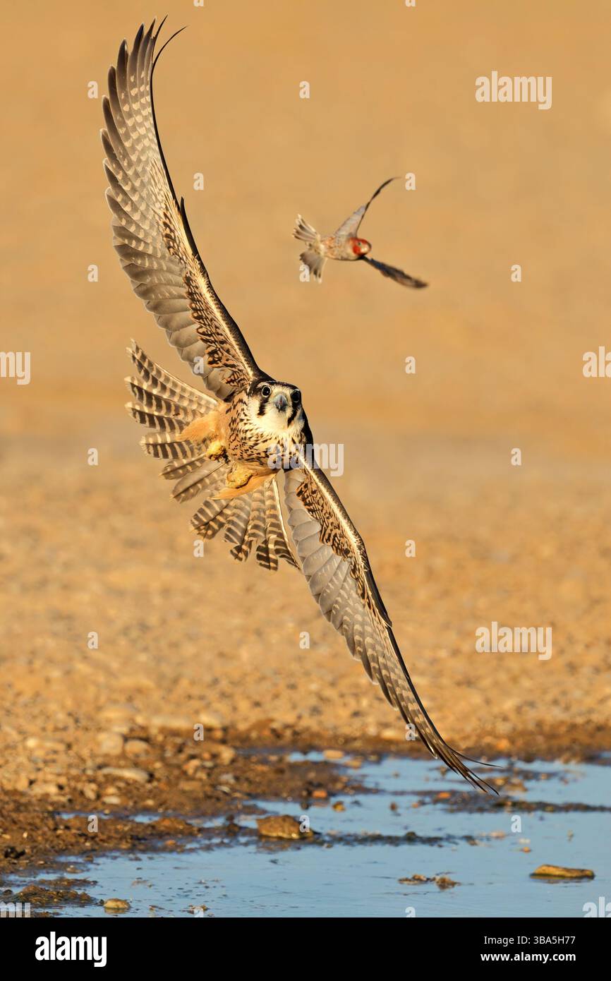 Un faucon lanner (Falco biarmicus) chassant un petit oiseau en vol, désert du Kalahari, Afrique du Sud Banque D'Images