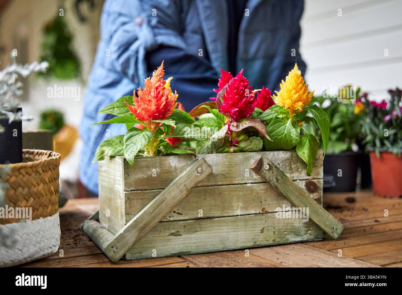 Femme dans une veste bleue créant un arrangement floral avec des plants de celosia multicolores dans une boîte en bois sur une table en bois sur une véranda d'été Banque D'Images