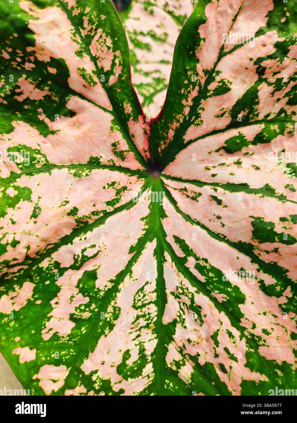 Gros plan sur feuille de caladium rose et verte avec motif veine Banque D'Images