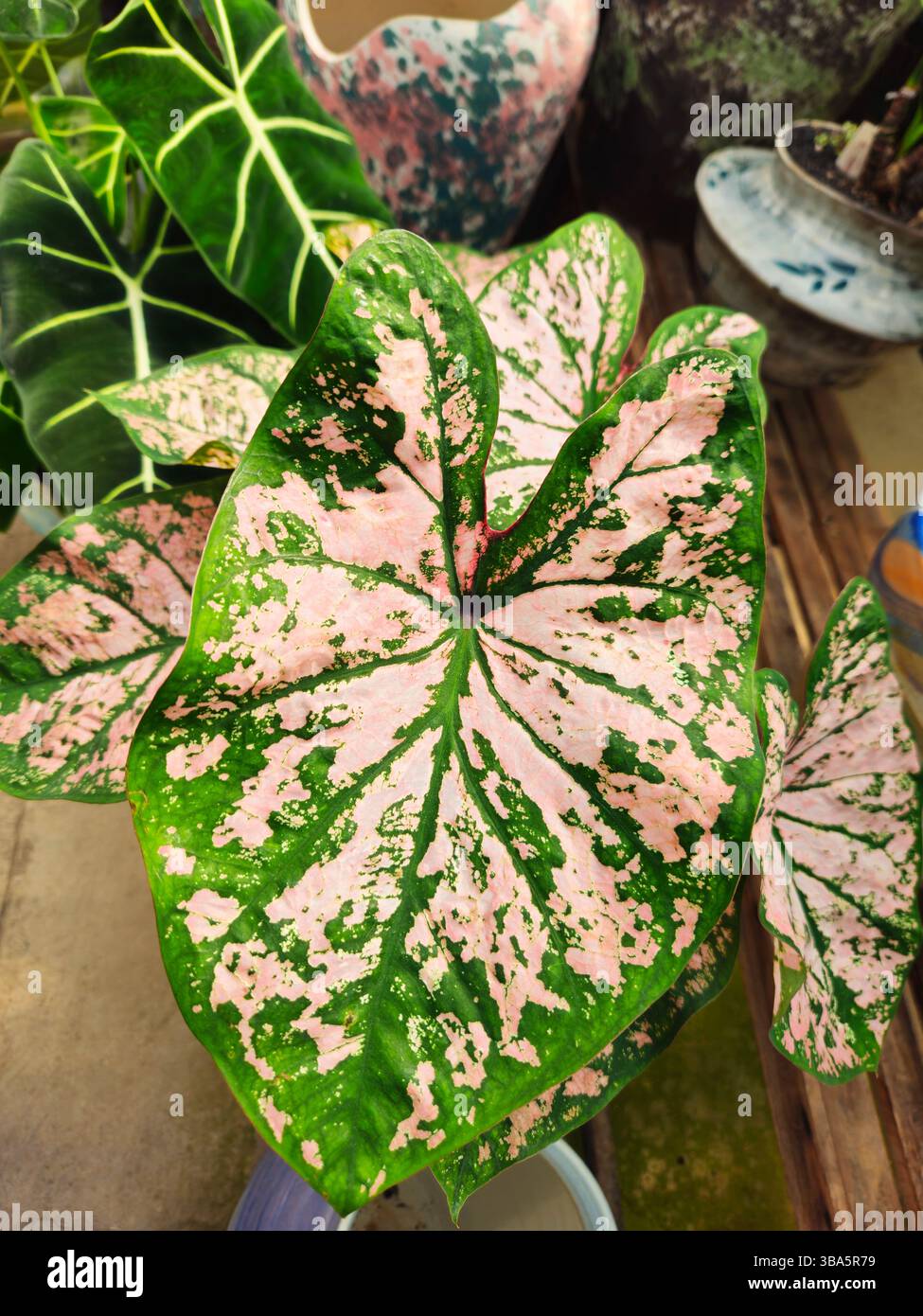 Feuille de caladium à motifs en lumière naturelle avec contraste rose et vert Banque D'Images
