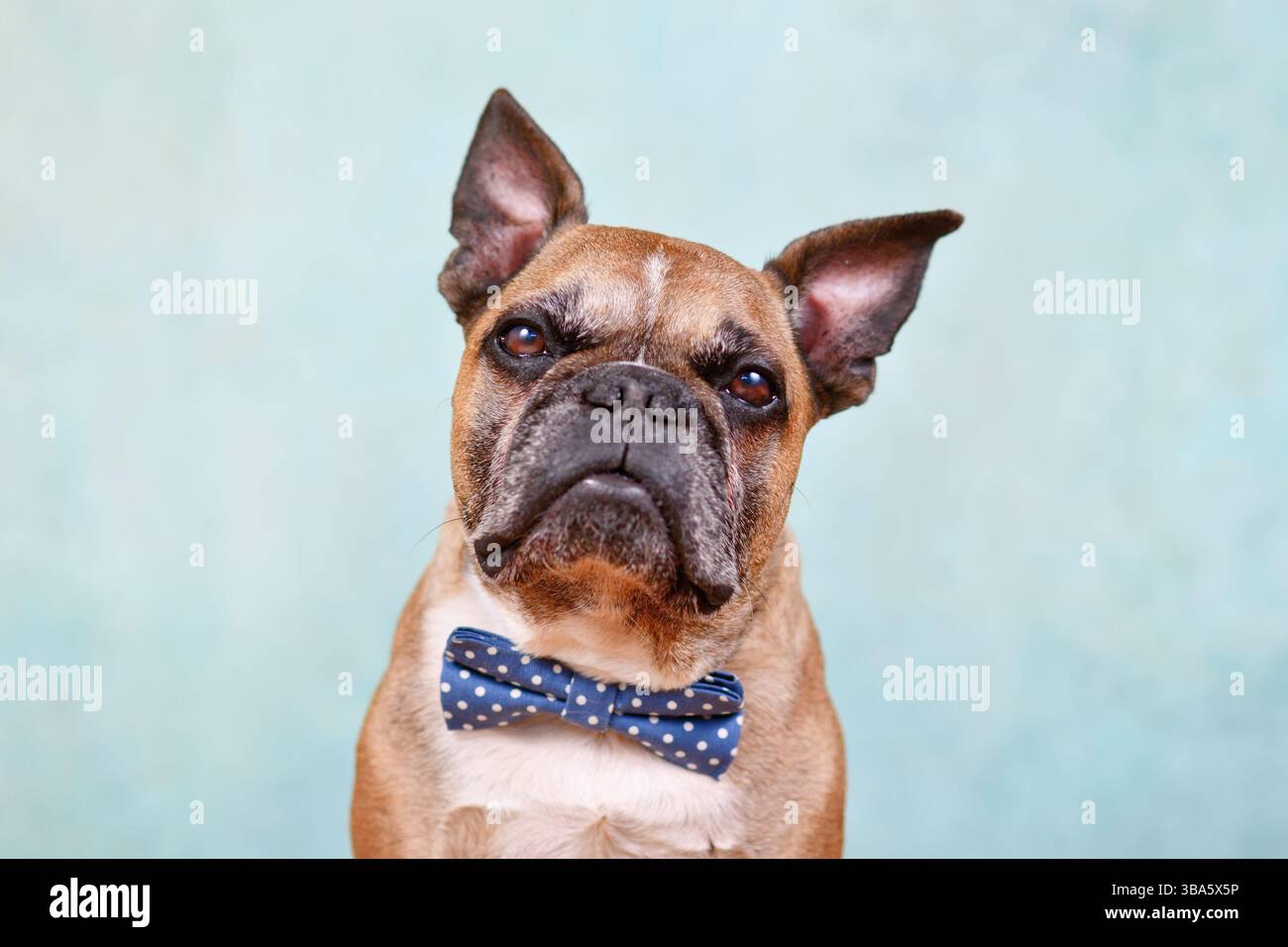 Portrait de chien bouledogue français mignon fauve avec noeud papillon bleu devant un fond de studio bleu pastel Banque D'Images
