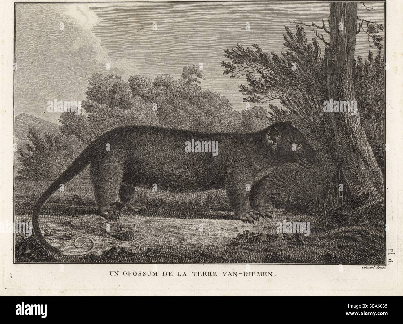 Possum commun à queue annulaire, Pseudocheirus peregrinus. Opossum de Tasmanie. Un opossum de la terre Van-Diemen. Gravure sur cuivre réalisée par Robert Benard d'après une illustration de John Webber tirée de la traduction française du troisième voyage du capitaine James Cook, Troisieme voyage de Capitaine Cook, Hôtel de Thou, Paris, 1785. Banque D'Images