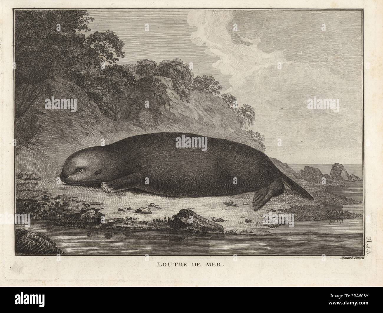 Loutre de mer, Enhydra lutris. En danger. Loutre de mer. Gravure sur cuivre réalisée par Robert Benard d'après une illustration de John Webber tirée de la traduction française du troisième voyage du capitaine James Cook, Troisieme voyage de Capitaine Cook, Hôtel de Thou, Paris, 1785. Banque D'Images