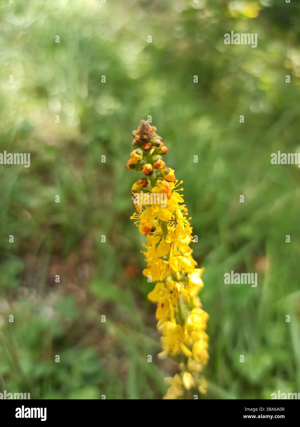 Agrimonie commune, liverwort, clochers d'église, Aigremoine eupatoire - Agrimonia eupatoria - Rosacées, Rosacées Banque D'Images