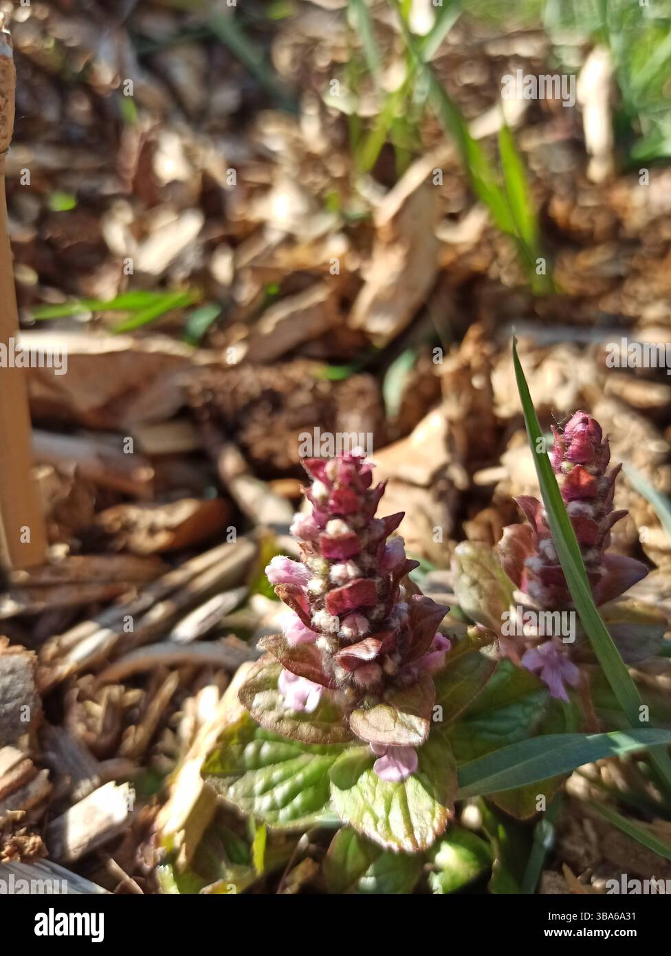 Pyramid Bugle, pyramidal Bugleweed, Búgula piramidal, Pyramidengünsel, bugola piramidale, Bugle pyramidale - Ajuga pyramidalis - Lamiaceae Banque D'Images