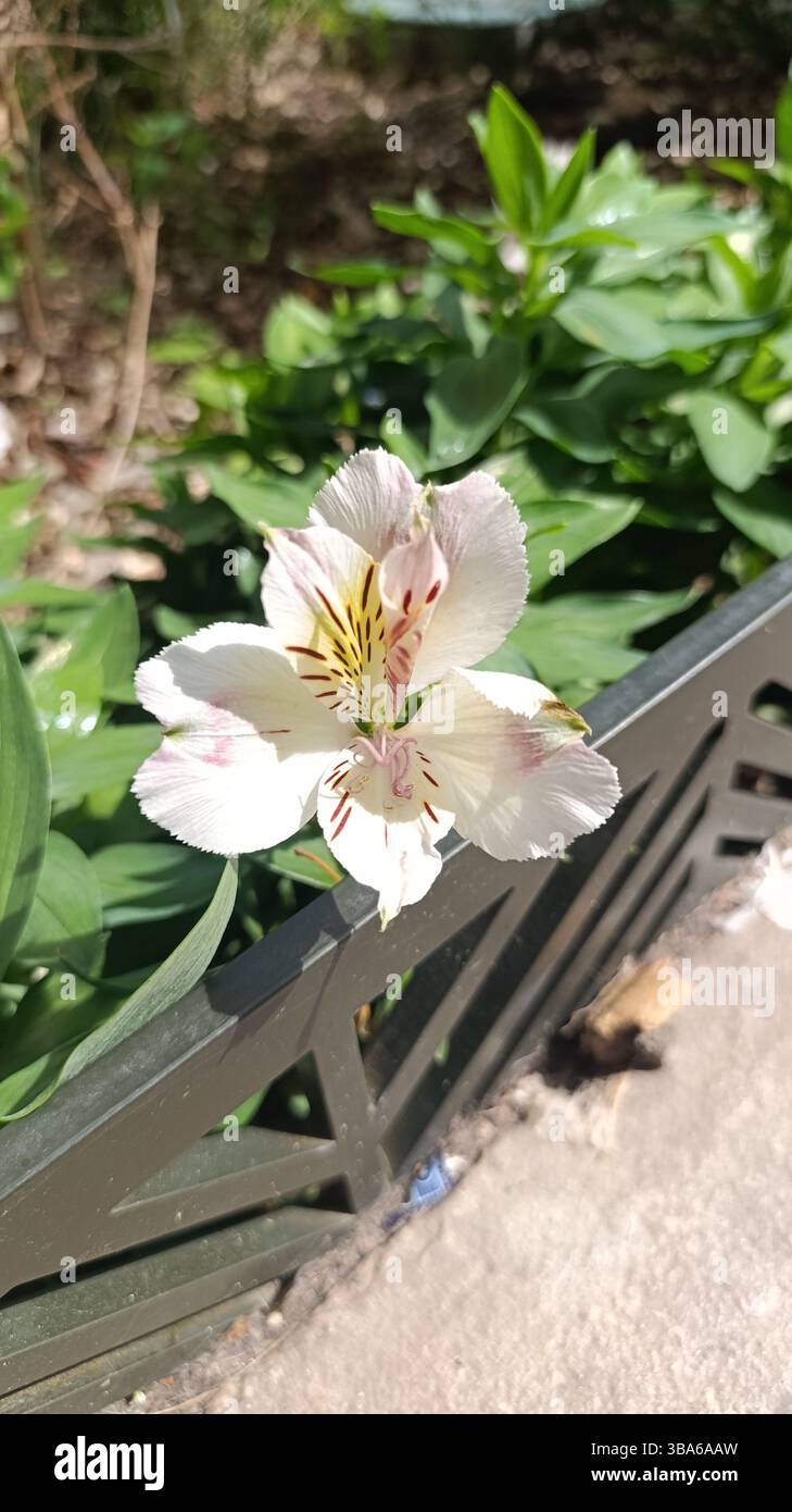 Saint Martin Lily, Lys des Incas - Alstroemeria Ligtu - Alstroemeriaceae, Alstroemériacées Banque D'Images