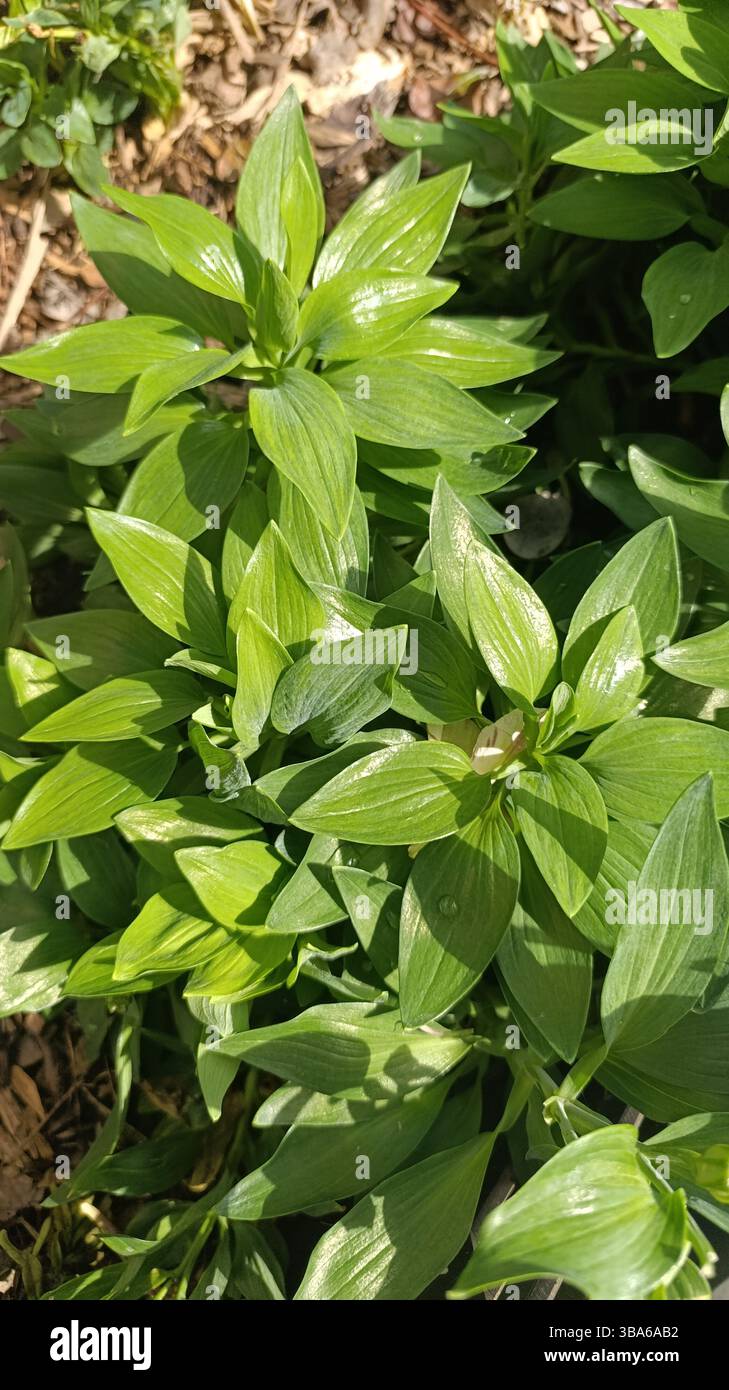 Saint Martin Lily, Lys des Incas - Alstroemeria Ligtu - Alstroemeriaceae, Alstroemériacées Banque D'Images