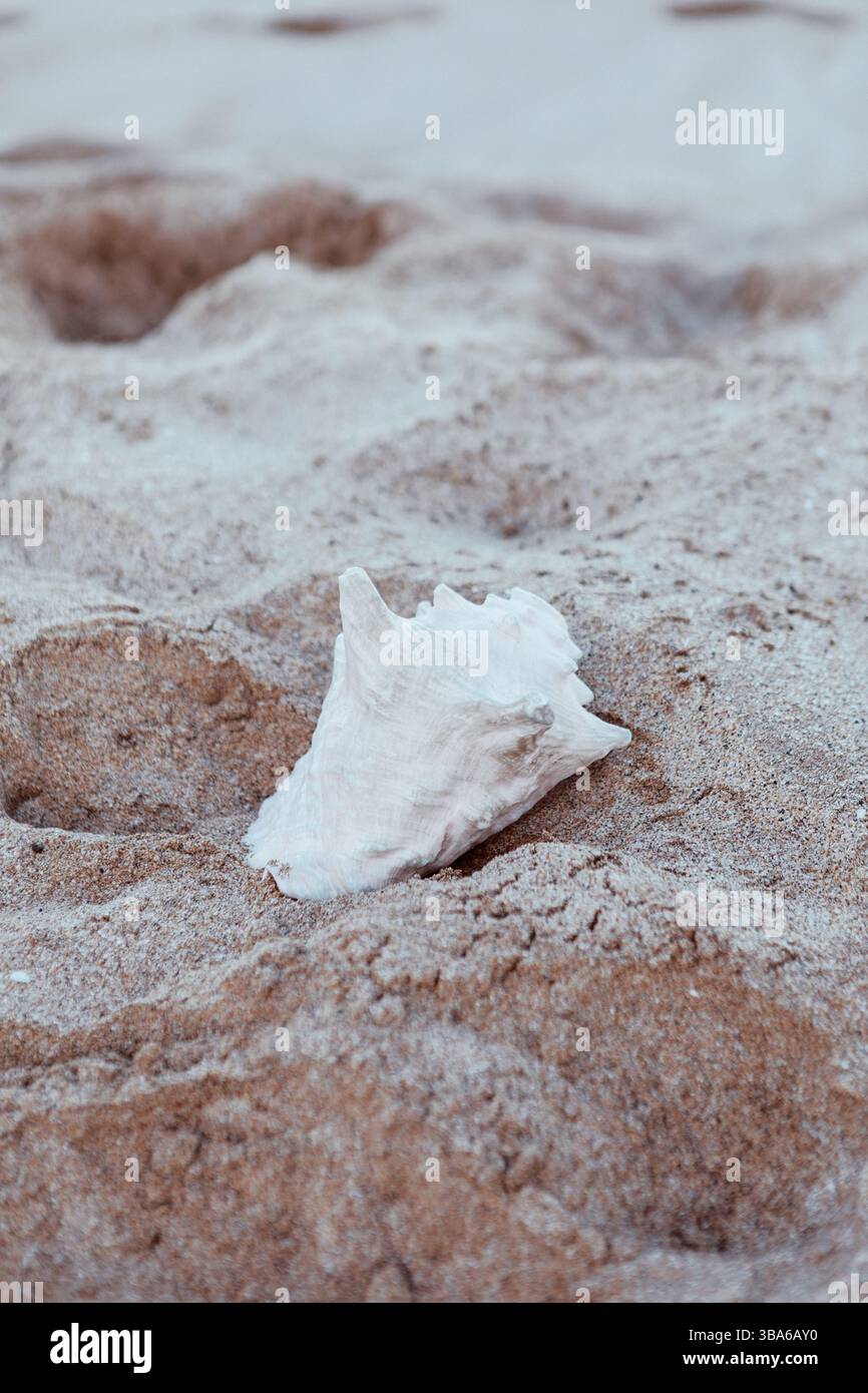 Coquille de Conque blanche reposant dans le sable de mariage Banque D'Images