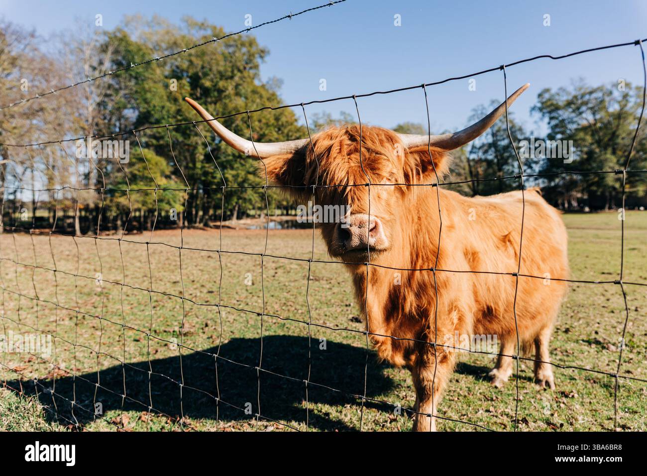 Mère vache Highland avec de longues cornes se tient derrière une clôture Banque D'Images