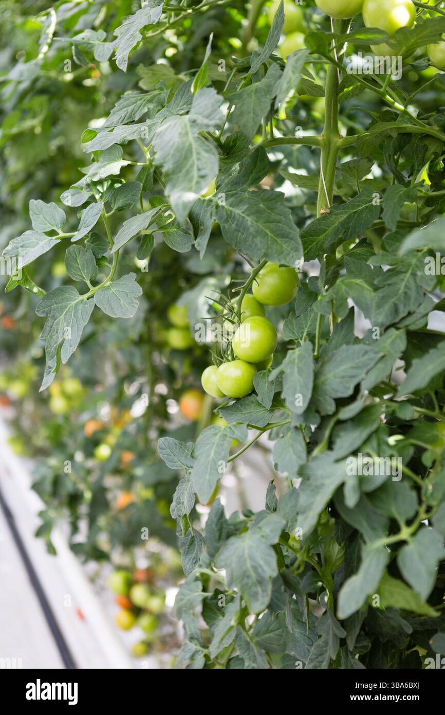 Gros plan de tomates vertes non mûres poussant sur des vignes feuillues Banque D'Images