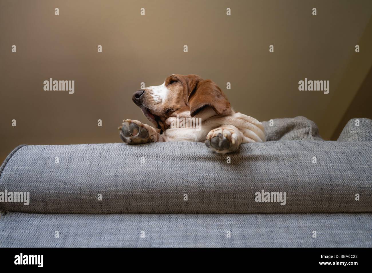 Basset Hound reposant paisiblement avec les yeux fermés sur un canapé confortable Banque D'Images Basset Hound reposant paisiblement avec les yeux fermés sur un canapé confortable Banque D'Images